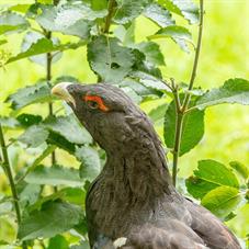 NP Bayerischer Wald_Auerhuhn_D8B0132